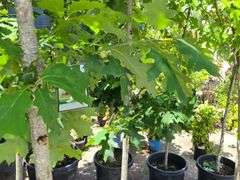 Northern Red Oak