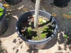 Norther Red Oak