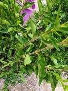 2) Miss Kilm Lilacs, Emerald Green Arborvitae