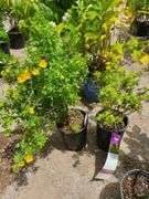 2) Marmalade Potentilla