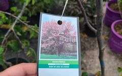Eastern Redbud
