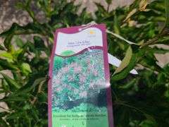 4) Miss Kim Lilac Plants