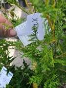Thuja Skybound Arborvitae, Green Giant Arborvitae