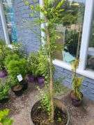 Siberian Elm