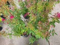 2) Neon Flash Spirea