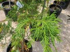 Leyland Cypress