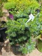 Pine