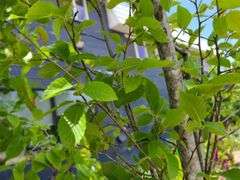 Hornbeam Tree