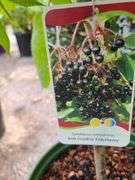 Crandall Black Currant and Bob Gordon Elderberry
