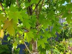 Red Oak
