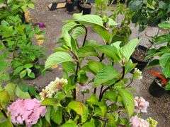 2) Hydrangea