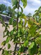 Bradford Pear, Cherry Tree