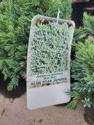 4) Blue Star Juniper