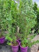 4) Straight Talk® Privet