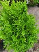 Picea Evergreen, Little Giant Arborvitae