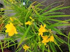 6) Daylily