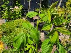 Heritage Raspberry