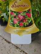 2) Neon Flash Spirea