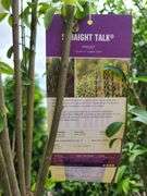 6) Straight Talk Privets