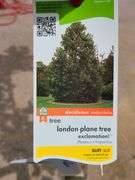 London Plane Tree