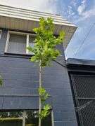 London Plane Tree