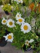 4) Shasta Daisies