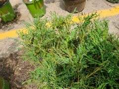 3)Andorra Juniper
