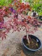Japanese Maple