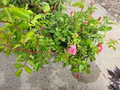 3) Rose Bushes