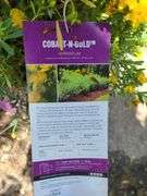 6) Cobalt-N-Gold Hypericum
