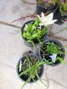 1) Hemercallis Happy Returns, 2) Dwarf Asiatic Lilies