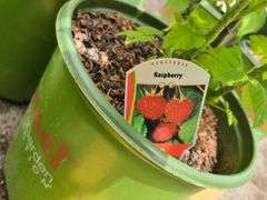 2) Raspberry