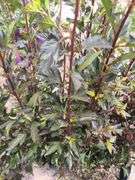 3) Ninebark Plants