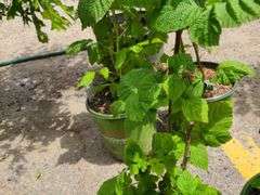 2) Raspberry