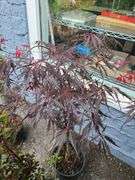 Japanese Maple, Tree