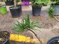 Pine