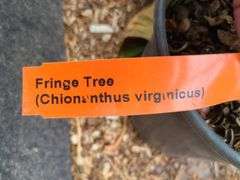 2) Fringe Tree