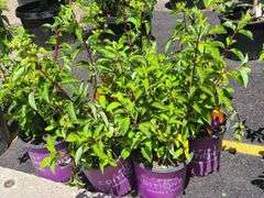 5) Hydrangea paniculatas