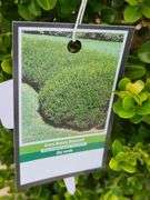 Green Beauty Boxwood
