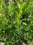 4) Miss Kim Lilac Plants