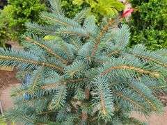 Colorado Blue Spruce