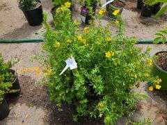 5) Marmalade Potentilla