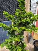 Slender Hinoki False Cypress