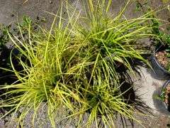 4) Japanese Sedge Eversheen
