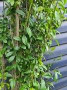 Ligustrum Ovalifolium (California Privet)