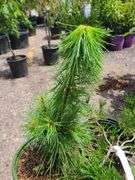 Mugo Pine, Western White Pine