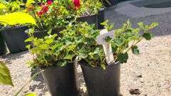 2) Creeping Raspberry