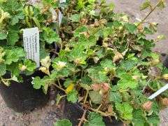 3) Creeping Raspberry