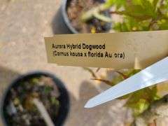 2) Aurora Hybrid Dogwood