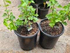 2) Jostaberry Plants